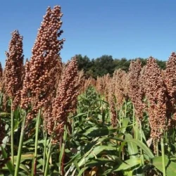 Sorgho Grain ARCANE non traité