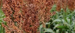 Sorgho Grain ARSKY non traité