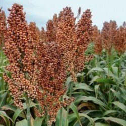 Sorgho Grain ARSKY non traité