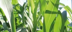 Sorgho fourrager monocoupe SUCRO 506 non traité