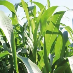 Sorgho fourrager monocoupe SUCRO 506 non traité