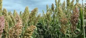 Sorgho fourrager monocoupe ARIGATO non traité