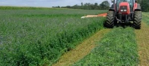 Luzerne GIULIA AB non traité