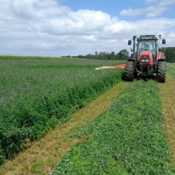 Luzerne GIULIA AB non traité
