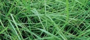 Mélange graminées M-FIBRE FETUQUE non traité