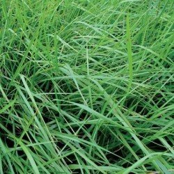 Mélange graminées M-FIBRE FETUQUE non traité