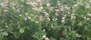 Trèfle de Perse RUSTY non traité