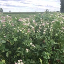 Trèfle de Perse RUSTY non traité