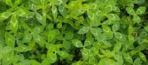 Trèfle vésiculé non traité