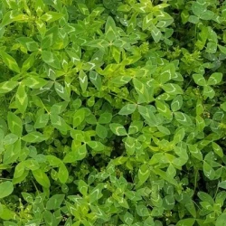 Trèfle vésiculé non traité