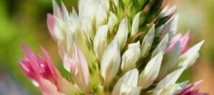 Trèfle vésiculé FERTISETA non traité