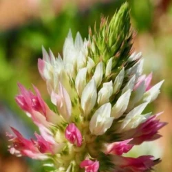 Trèfle vésiculé FERTISETA non traité