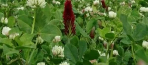 Mélange légumineuses MIX CLOVER 1 non traité