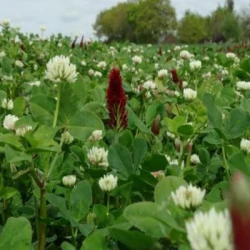 Mélange légumineuses MIX CLOVER 1 non traité