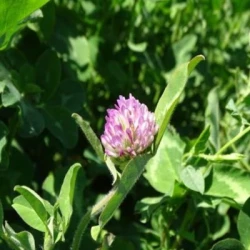 Mélange légumineuses MIX CLOVER 3 non traité