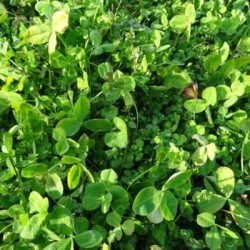 Mélange légumineuses PROTEOMIX non traité