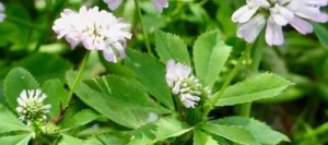 Trèfle de Perse MARAL AB non traité