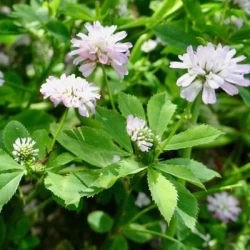 Trèfle de Perse MARAL non traité