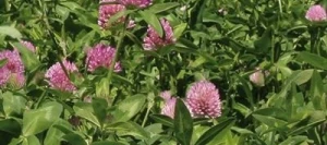 Trèfle violet RESPECT 2n AB non traité