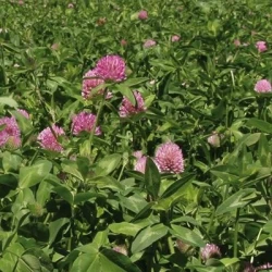 Trèfle violet RESPECT 2n AB non traité