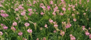 Sainfoin double SEPIAL AB en cosse non traité