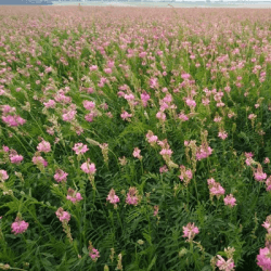 Sainfoin double SEPIAL AB en cosse non traité