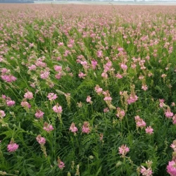 Sainfoin double SEPIAL en cosse non traité