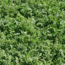 Sainfoin simple LAREDO en cosse non traité