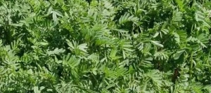 Sainfoin simple LAREDO AB en cosse non traité