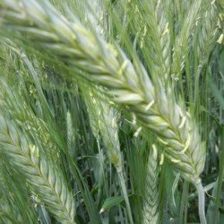 Triticale BIKINI non traité