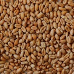 Blé grain - Matière première