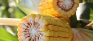 Maïs demi-précoce ALENARO AB non traité