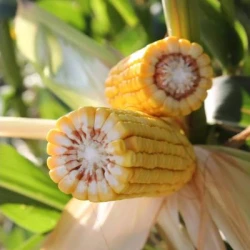 Maïs demi-précoce ALENARO AB non traité