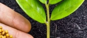 N'MAKER 46 - avec Limus - Engrais Granulé