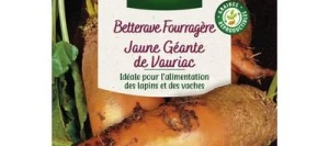 Betterave Fourragère Jaune Géante de Vauriac - VILMORIN