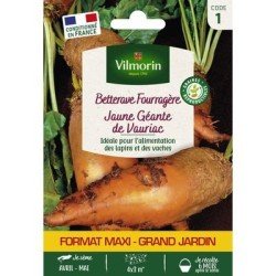 Betterave Fourragère Jaune Géante de Vauriac - VILMORIN