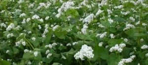 Sarrasin LA HARPE non traité