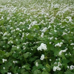 Sarrasin LA HARPE AB non traité