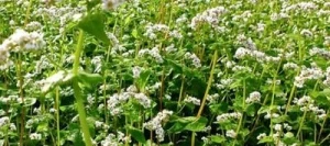 Sarrasin LILEJA AB non traité