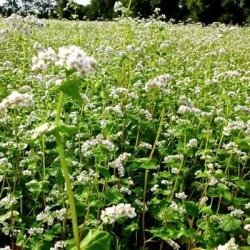 Sarrasin LILEJA AB non traité