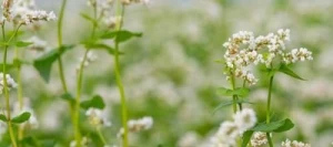 Sarrasin KORONA non traité