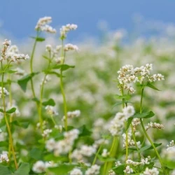 Sarrasin KORONA non traité