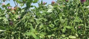 Trèfle violet BONUS 2n AB non traité