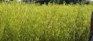 Mélilot jaune non traité