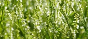 Mélilot blanc non traité