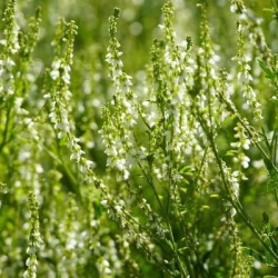 Mélilot blanc non traité