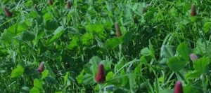 Mélange prairie M-DIAL S.A.S STIM