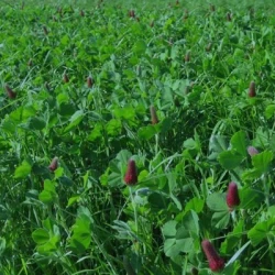 Mélange prairie M-DIAL S.A.S STIM