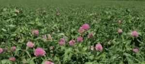 Trèfle violet DISCOVERY 2n non traité