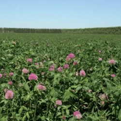 Trèfle violet DISCOVERY 2n non traité